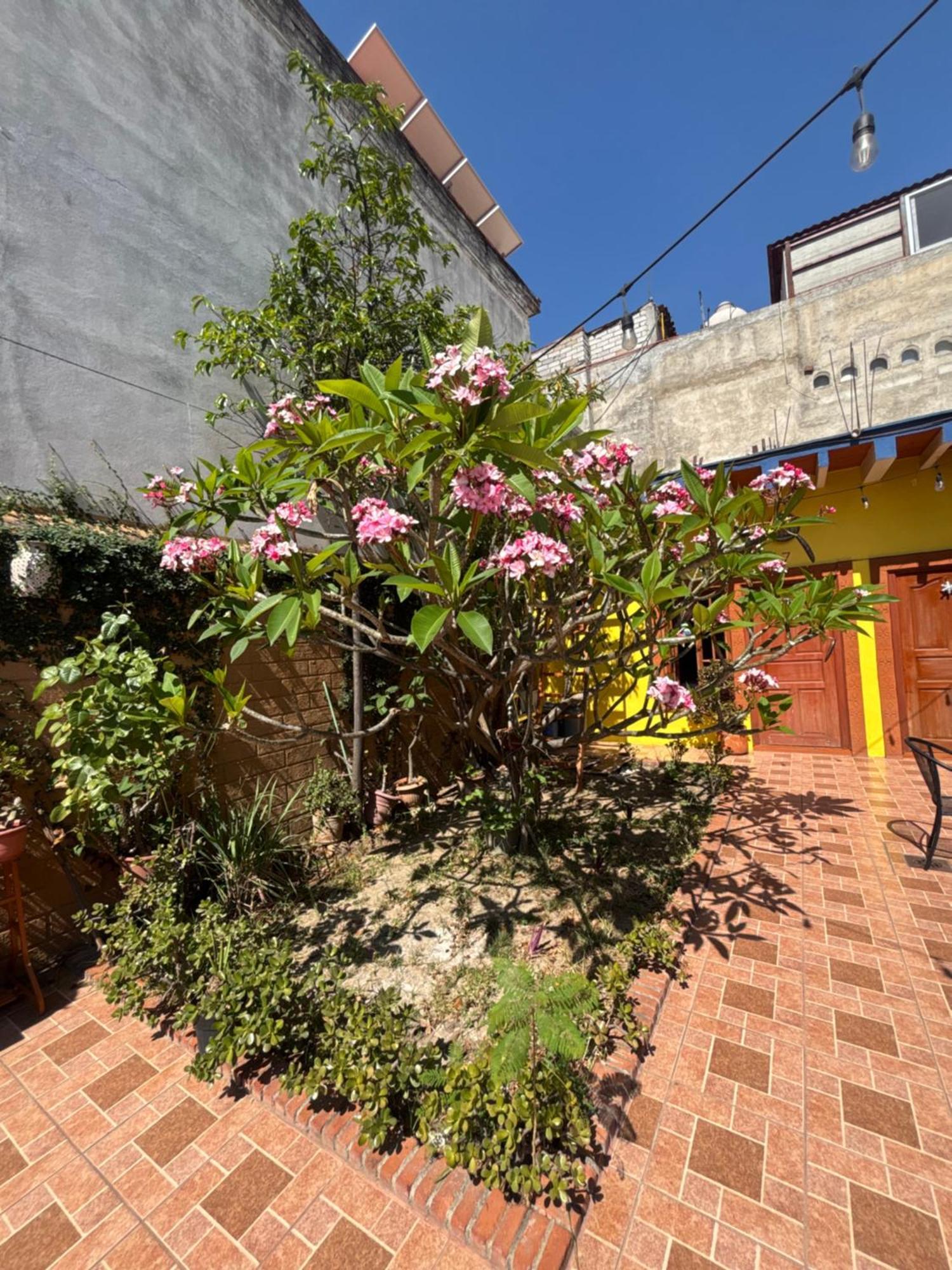 Hotel Posada "Mi Rosita" Oaxaca Екстер'єр фото